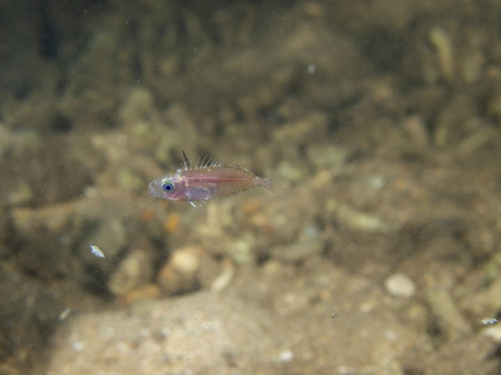 アイゴ科の幼魚(西表島の河川)