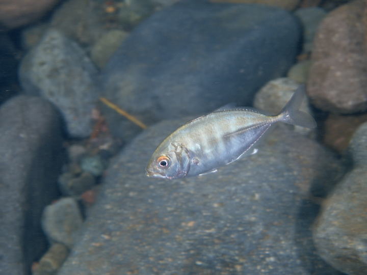 ギンガメアジ幼魚(早川)