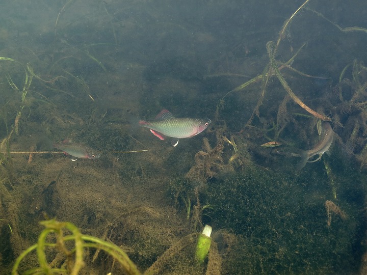 キタノアカヒレタビラ雌雄の遊泳