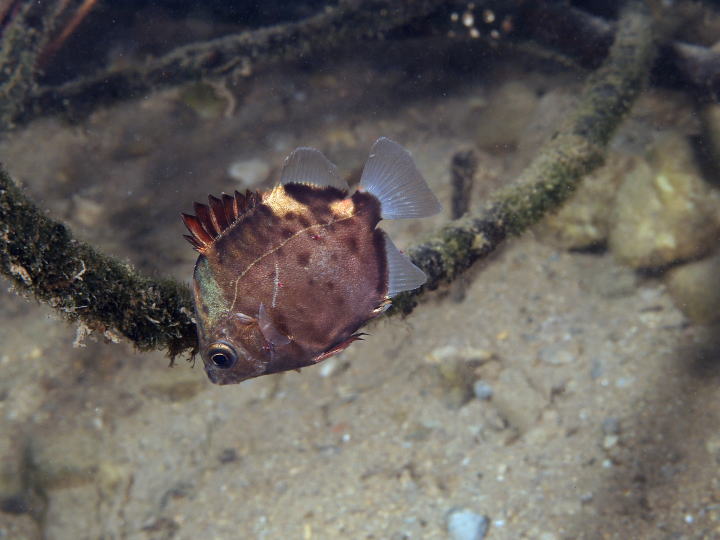 クロホシマンジュウダイ幼魚(沖縄島の河川)