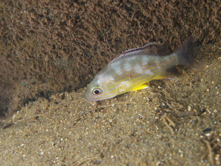 オキフエダイ幼魚(西表島の河川)