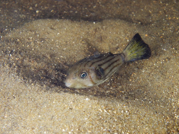 スジモヨウフグ幼魚（西表島の河川)