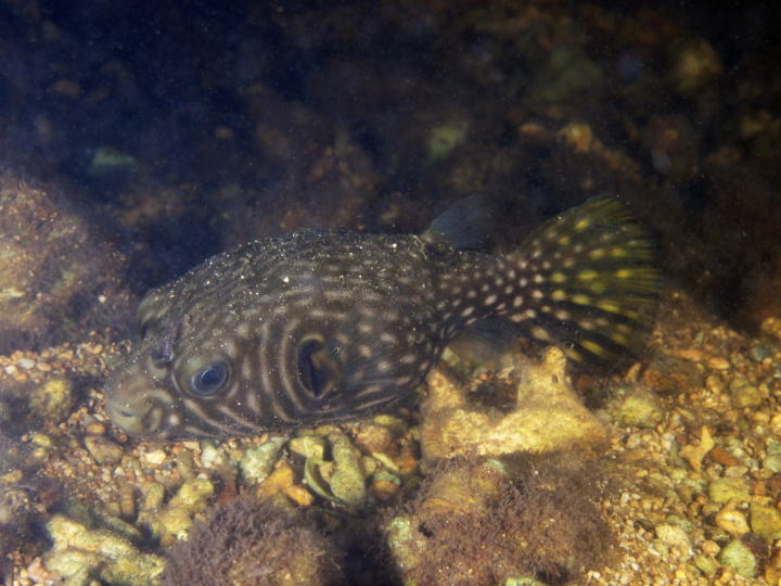 ワモンフグ幼魚(西表島の河川)