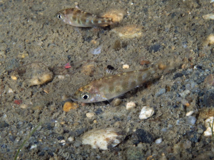 クロサギ幼魚(神戸)