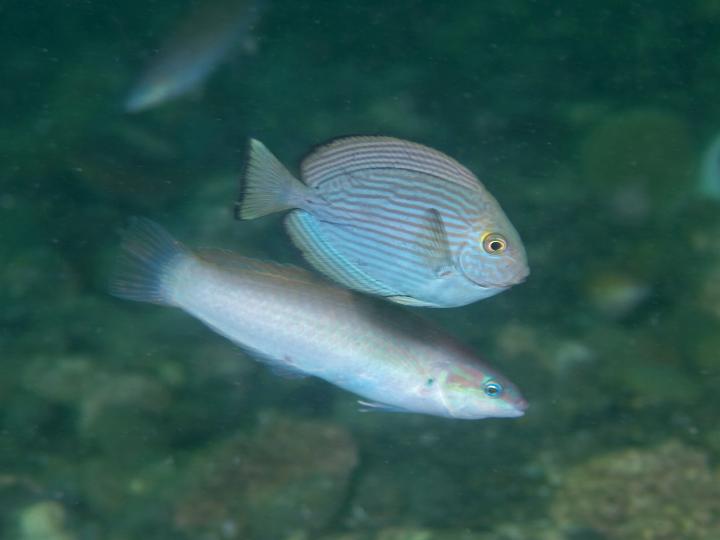 ヒラニザ幼魚(三保)