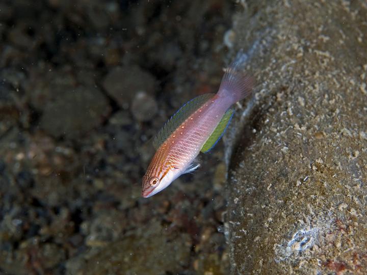 ホシササノハベラ幼魚(三保)