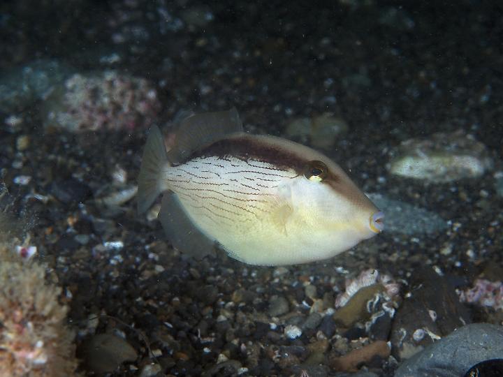 メガネハギ幼魚(三保)