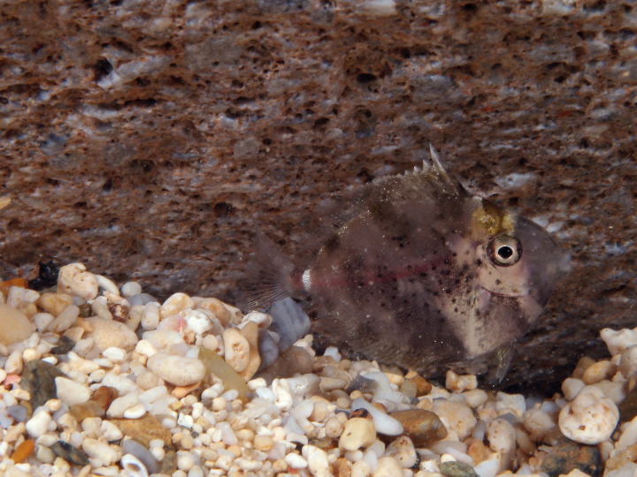 ヒメテングハギ幼魚(沖縄島)