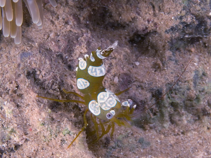 ヒトデヤドリエビ(沖縄島)